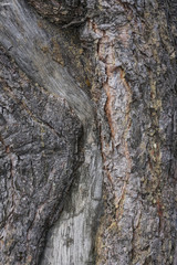 Pine bark as background
