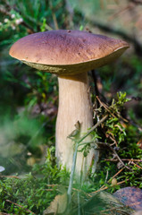 beautiful mushroom grows in the autumn fairy forest, among the trees of moss, grass and leaves