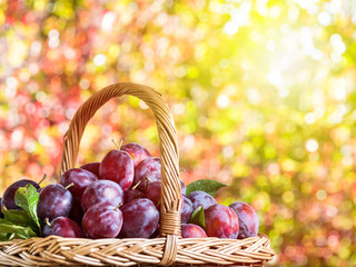 Plum harvest. Plums in the basket.