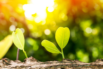 Growing plants growing in sunlight on bokeh nature background.