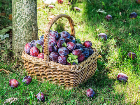 Plum harvest. Plums in the basket on the green grass.