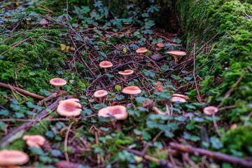 Kleine Pilze im M&auml;rchenwald
