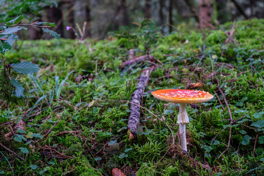 Fliegenpilz im M&auml;rchenwald