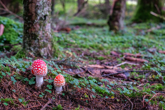 Fliegenpilz im M&auml;rchenwald