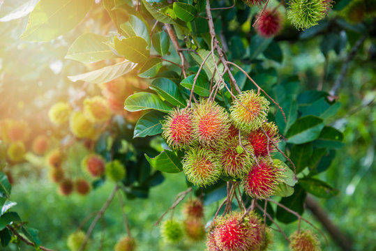 Rambutan Farm