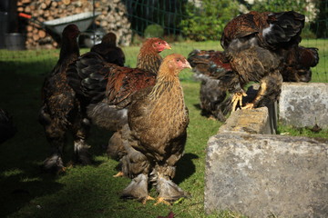 Chicken outdoors