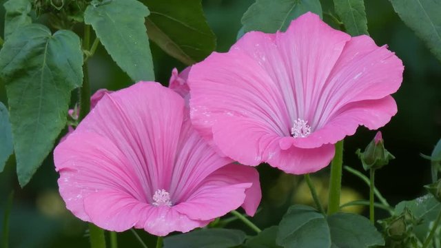 Hollyhock Pink Flowers (Alcea Rosea) Sway In the Wind