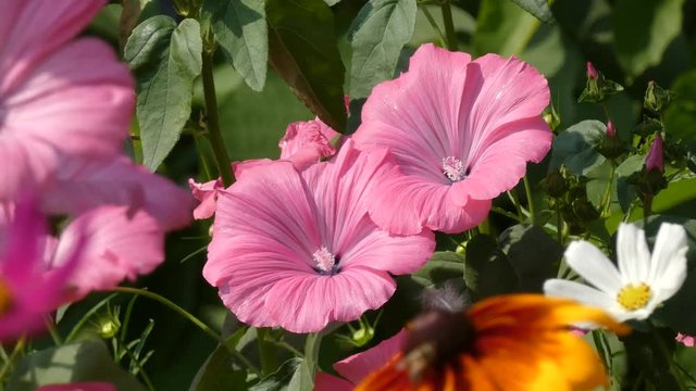 Hollyhock (Alcea Rosea) Flowers Sway In the Wind