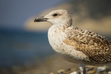 Herring Gull, Sea Gull