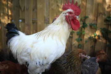 Beautiful white rooster