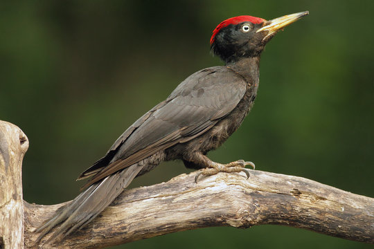 The black woodpecker (Dryocopus martius) with red wood ants or horse ants (Formica rufa) on his feathers sitting on old dry branch in the middle of broadleaved forest with green background