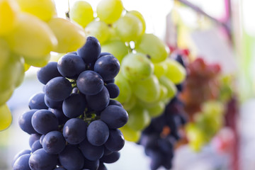 bunch of grapes close up view shallow depth of scene