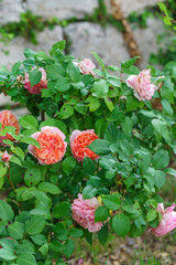 rose plants