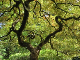 Portland Japanese Garden