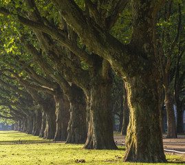 autumn park