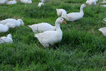 Weihnachtsgänse auf der Weide im Freiland