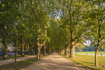 Naklejka premium autumn park
