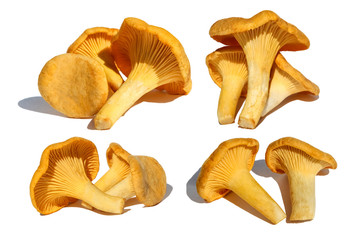 Set of chanterelle mushrooms, isolated on white background - obrazy, fototapety, plakaty