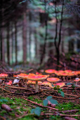 Fliegenpilz im Märchenwald