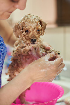 Woman clean small puppy