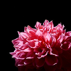 pink big flowers dahlias on a black background with a contrast light