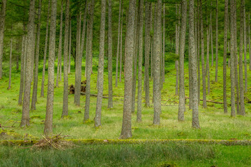 A view of the trees in a woodland coppice