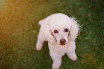 Cute white poodle dog