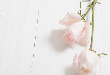 beautiful roses on wooden background