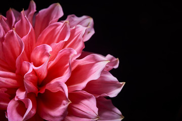 pink big flowers dahlias on a black background with a contrast light