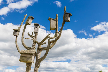 Bird boxes on wooden cured tree