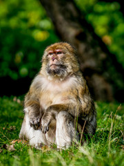 Barbary Macaque