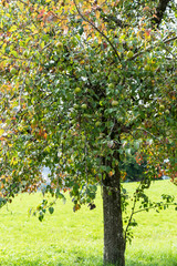 Fototapeta na wymiar apple tree in summer with ripe apples hanging from it