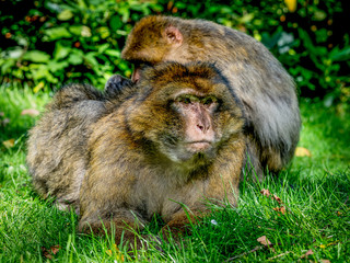 Barbary Macaque