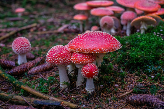 Fliegenpilz im M&auml;rchenwald