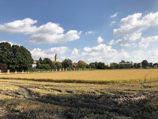 Risaie nella campagna lombarda - Basiglio, Milano