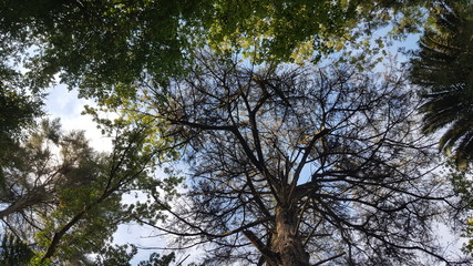 Fototapeta premium Floresta