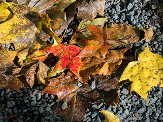 Herbstlaub