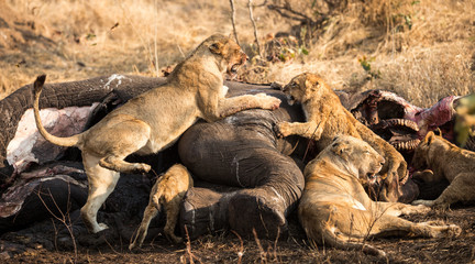 Obraz premium Lions at a death Elephant