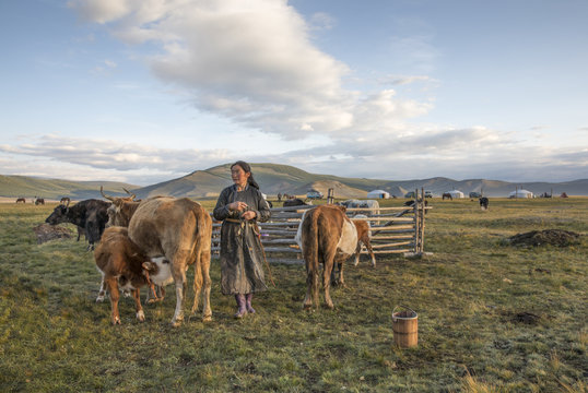 mongolian woman with her cows in a landscape of northern mongolia