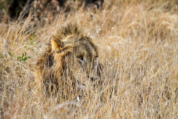 Hidden Lion
