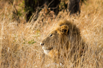 Lion in the Savanna