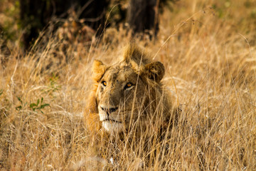 Lion in the Grass