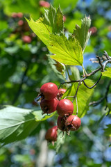 Crataegus pinnatifida, Chinese haw, Chinese hawthorn, Chinese hawberry with fruits