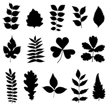Set of black leaves on a white background