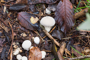 White mushrooms in autumn No. 2