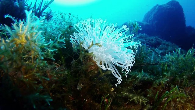 Underwater scene Very white marine anemone - cerianthus