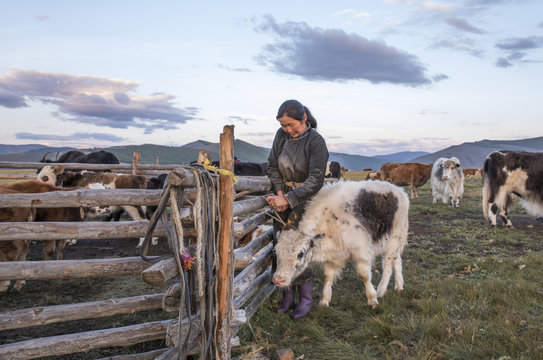 mongolian woman milking a cow