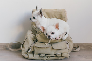 Fototapeta na wymiar Two chihuahua puppies sitting in pocket of hipster canvas backpack with funny faces and looking different ways. Dogs travel. Comfortable relax. Pets on vacation. Animals family lying together at home.
