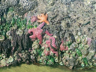 Starfish 