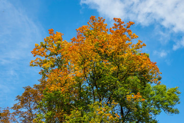 Baum im Herbst